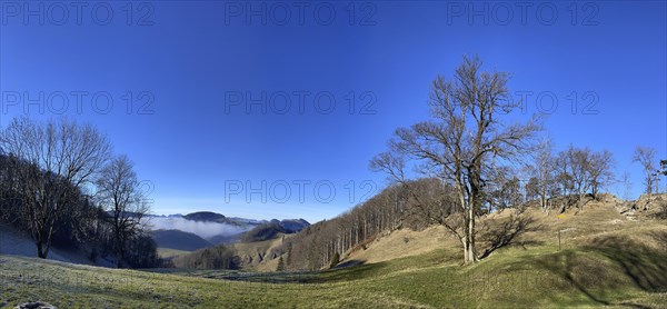 Solitary tree at the Lauchweid, behind Lauchflue, clearing on the second Jura chain, Eptingen, Canton Baselland, Switzerland, Europe