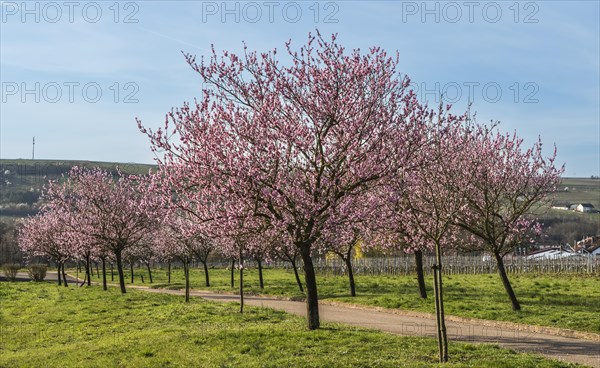 Flowering almond trees (Prunus dulcis), Siebeldingen, German Wine Route, Rhineland-Palatinate, Germany, Europe