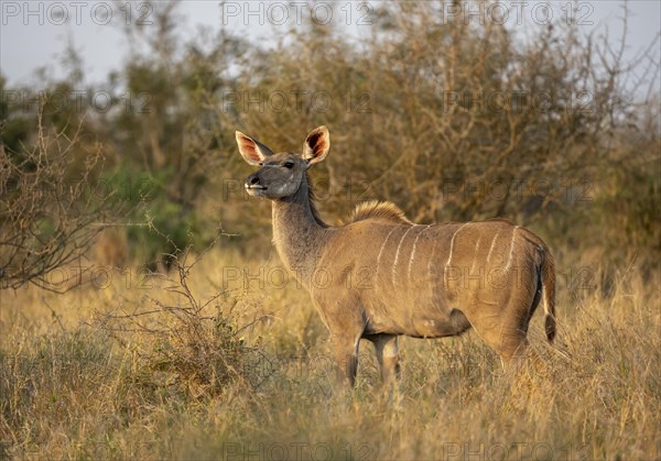 Greater Kudu (Tragelaphus strepsiceros) in dry grass, adult female in evening light, alert, Kruger National Park, South Africa, Africa