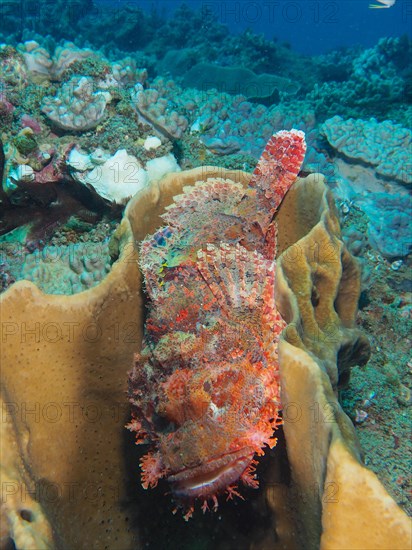 A fringed dragonhead (Scorpaenopsis oxycephala) resting in a sponge, Sodwana Bay National Park dive site, Maputaland Marine Reserve, KwaZulu Natal, South Africa, Africa