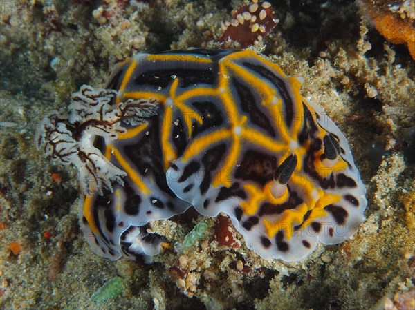 South African Halgerda (Halgerda wasinensis), star snail, dive site Sodwana Bay National Park, Maputaland Marine Reserve, KwaZulu Natal, South Africa, Africa