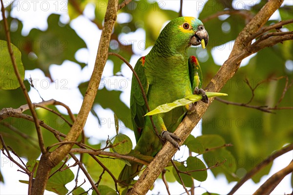 Blue-fronted Amazon (Amazona aestiva (Pantanal Brazil