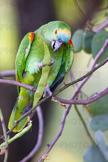 Blue-fronted Amazon (Amazona aestiva (Pantanal Brazil