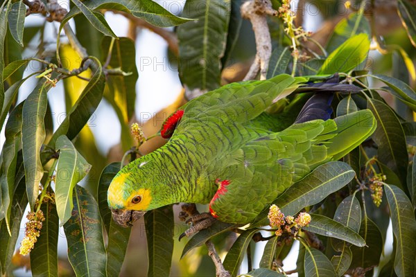 Blue-fronted Amazon (Amazona aestiva (Pantanal Brazil