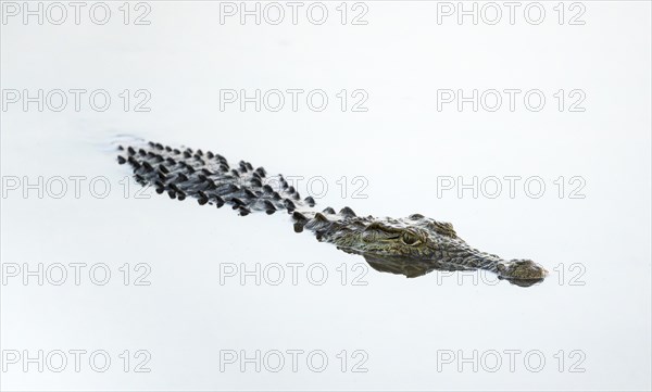 Nile crocodile (Crocodylus niloticus) in water with reflection, Kruger National Park, South Africa, Africa