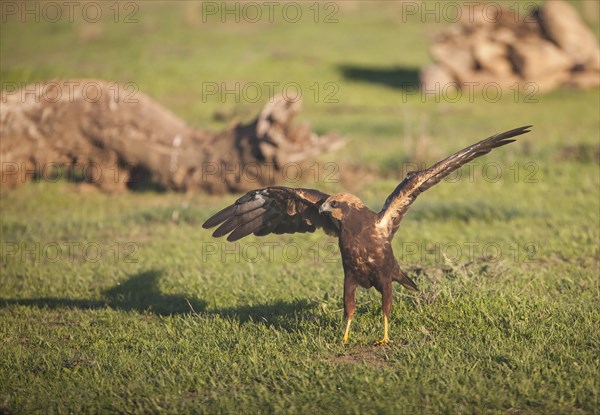 Western marsh-harrier (Circus aeruginosus), Extremadura, Castilla La Mancha, Spain, Europe