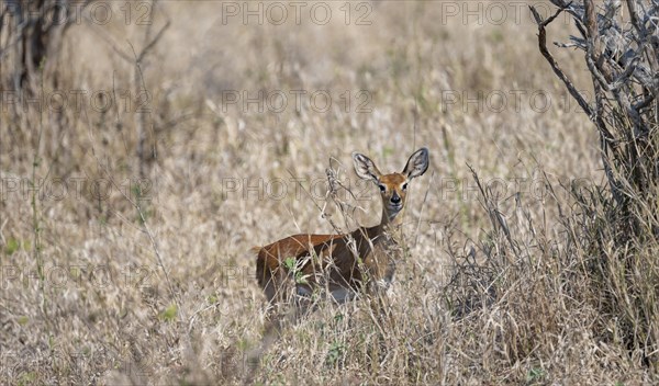 Steenbok (Raphicerus campestris) in tall grass, alert, adult female, Kruger National Park, South Africa, Africa
