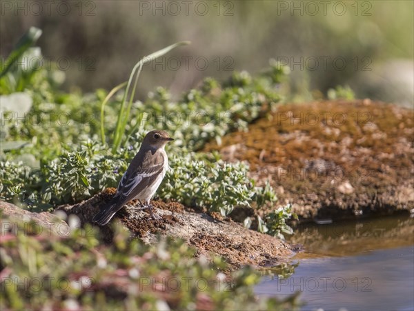 European pied flycatcher (Ficedula hypoleuca), Extremadura, Castilla La Mancha, Spain, Europe