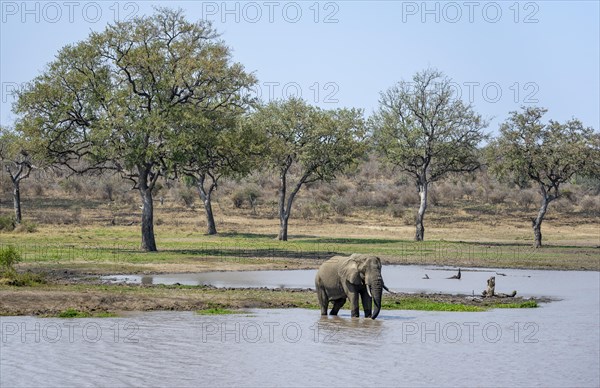 African elephant (Loxodonta africana), bull standing in the water at a lake, Kruger National Park, South Africa, Africa