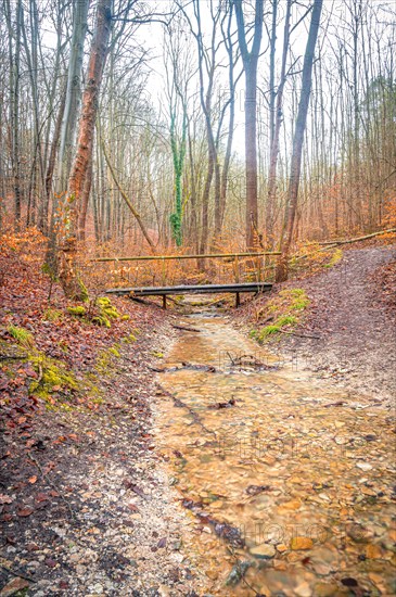 Small old wooden bridge over a stream in the Rautal valley in the forest, Jena, Thuringia, Germany, Europe