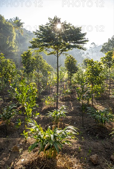 Silhouetted against the sun, trees emerge in a cardamom plantation near Munnar, Kerala, India, Asia