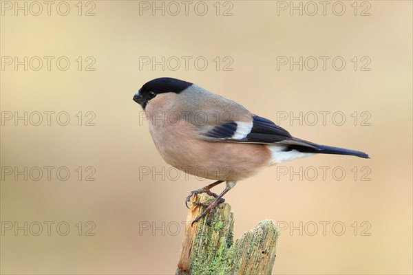 Eurasian bullfinch (Pyrrhula pyrrhula), female, sitting on old picket fence, Wildlife, Animals, Birds, Siegerland, North Rhine-Westphalia, Germany, Europe