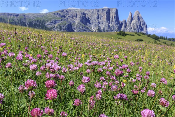 Alpine meadow with flowers in front of mountains in the sun, summer, alpine clover (Trifolium alpinum), Alpe di Siusi, behind Sciliar, Dolomites, South Tyrol, Italy, Europe