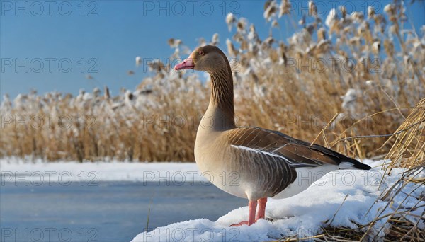 Ai generated, animal, animals, bird, birds, biotope, habitat, one, individual, winter, ice, snow, water, reeds, blue sky, foraging, wildlife, summer, seasons, greater white-fronted goose (Anser albifrons)