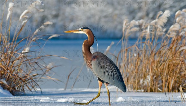 Ai generated, animal, animals, bird, birds, biotope, habitat, a, individual, swims, waters, reeds, water lilies, blue sky, foraging, wildlife, summer, seasons, purple heron (Ardea purpurea)