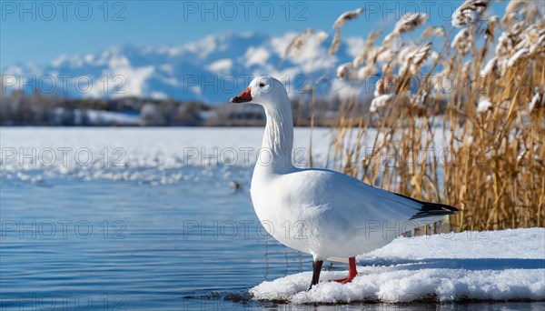 Ai generated, animal, animals, bird, birds, biotope, habitat, a, individual, swims, waters, reeds, water lilies, blue sky, foraging, wildlife, summer, seasons, mute swan (Cygnus olor)