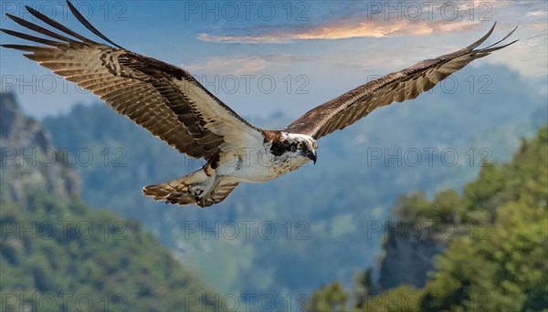 KI generated, animal, animals, bird, birds, biotope, habitat, one, individual, flight, western osprey (Pandion haliaetus), bird of prey, bird of prey, eagle