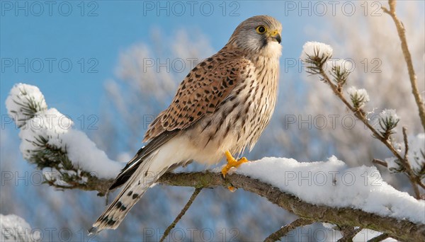 Ai generated, animal, animals, bird, birds, biotope, habitat, a, individual, perches, branch, common kestrel (Falco tinnunculus), ice, snow, winter, between seasons