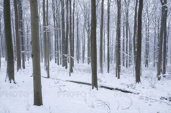 Snow-covered deciduous forest in winter, Hainich National Park, Thuringia, Germany, Europe