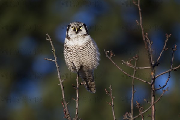 Northern hawk owl (Surnia ulula) in a hide, errant, Saxony, Germany, Europe