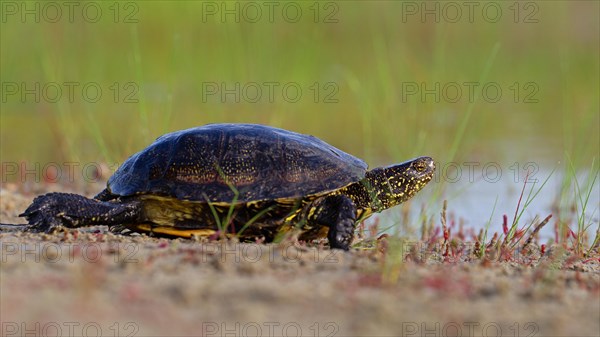 European pond turtle (Emys orbicularis), Danube Delta Biosphere Reserve, Romania, Europe