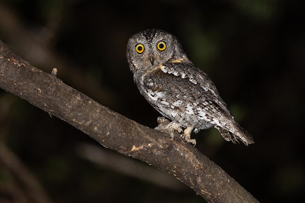 African scops owl (Otus senegalensis), Namibia, Africa