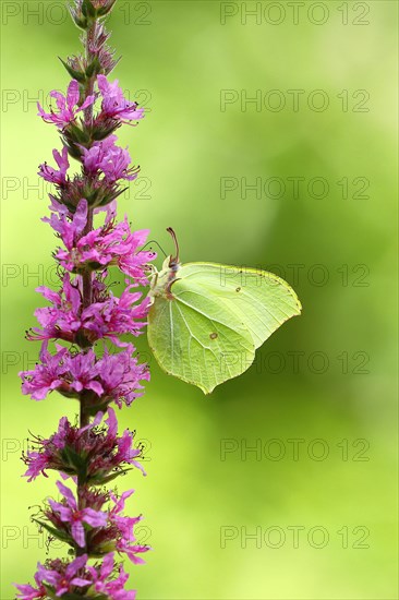 Brimstone (Gonepteryx rhamni) feeding on a flower of purple loosestrife (Lythrum salicaria), Wilnsdorf, North Rhine-Westphalia, Germany, Europe