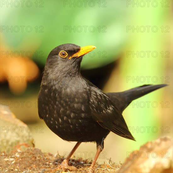 Blackbird (Turdus merula), male, foraging on the ground, attentive, Wilnsdorf, North Rhine-Westphalia, Germany, Europe