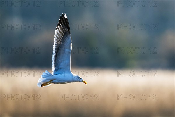 Yellow Legged Gull, Larus michahellis, bird in flight over marshes at sunrise