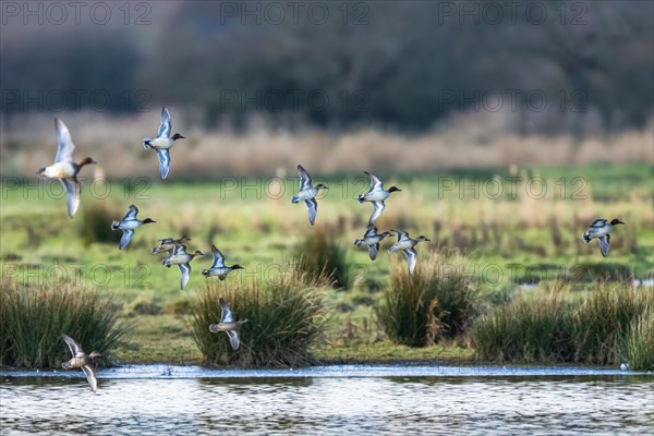 Eurasian Teal, Anas crecca, birds in flight over marshes at winter