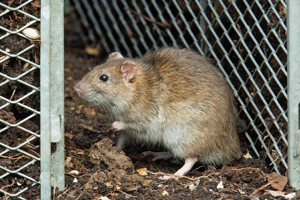 Norway rat standing on the ground in front of a metal grid, looking left