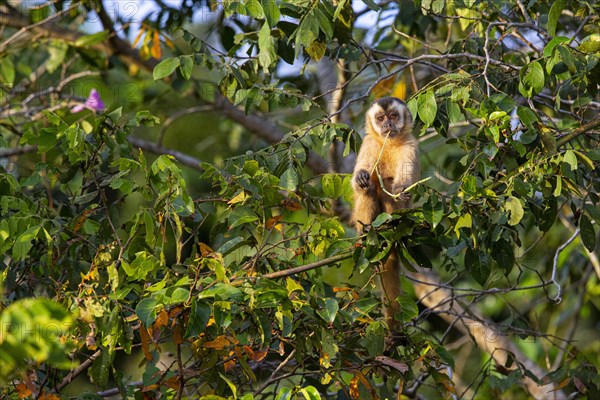 Crested capuchin (Cebus apella) Pantanal Brazil