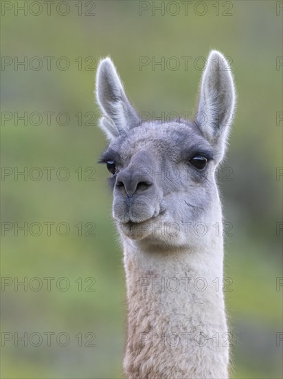 Guanaco (Llama guanicoe), Huanaco, adult, animal portrait, Torres del Paine National Park, Patagonia, end of the world, Chile, South America