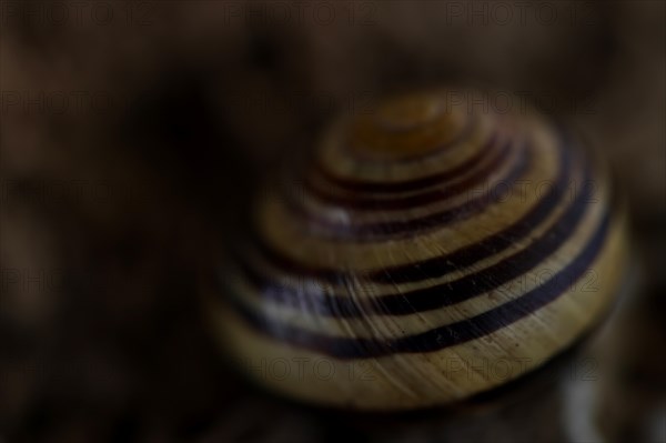 Small snail shell in shades of yellow and brown lies on a colour-matching background of tuff, Bavaria, Germany, Europe