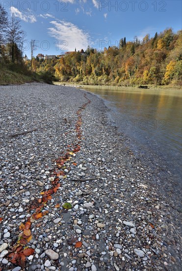 Red beech leaves lie in a row on grey stones by a river in autumn, in the background a castle towers on a wooded hill, Salzach, Burghausen, Upper Bavaria, Germany, Europe