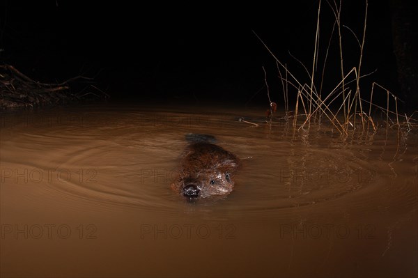 European beaver (Castor fiber) in the water, Thuringia, Germany, Europe