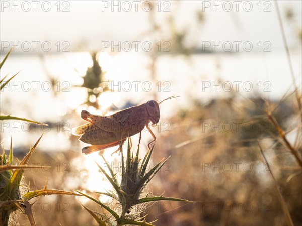 Grasshopper, Lopar, Rab Island, Croatia, Europe