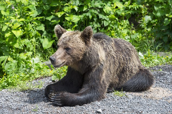A relaxed brown bear lying on the ground with green vegetation in the background, European brown bear (Ursus arctos arctos), Transylvania, Carpathians, Romania, Europe