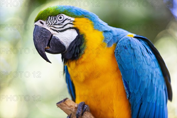 Blue and yellow macaw (Ara ararauna) Pantanal Brazil