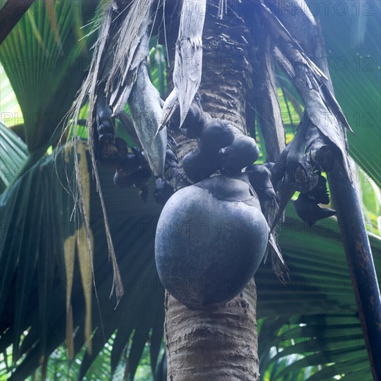 Seychelles, Praslin, Vallee de Mai, Coco de Mer female, Africa