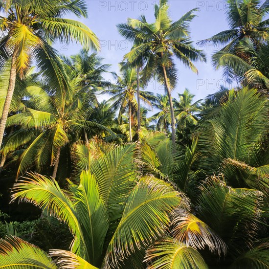 Seychelles, tropical fruits, coconut palms, Africa