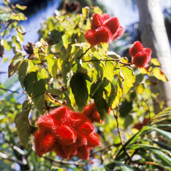 Seychelles, Mahe, flora, red blossom, Africa