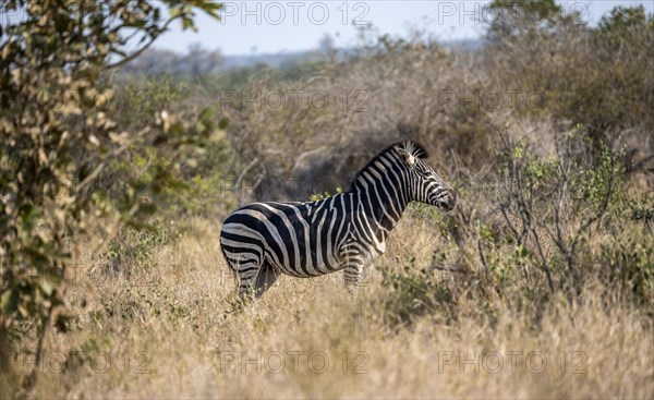 Plains zebra (Equus quagga) in dry grass, African savannah, Kruger National Park, South Africa, Africa