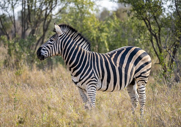 Plains zebra (Equus quagga) in dry grass, adult male, African savannah, Kruger National Park, South Africa, Africa