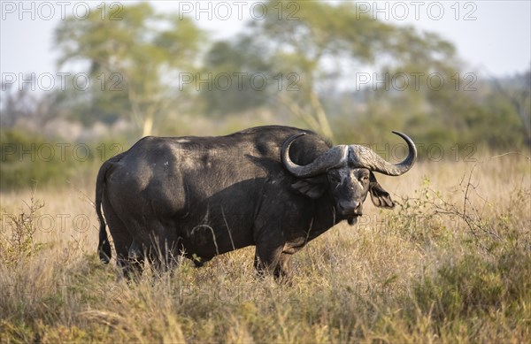 African buffalo (Syncerus caffer caffer) standing in dry grass, bull, African savannah, Kruger National Park, South Africa, Africa