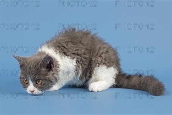 Pedigree cat Selkirk Rex. Kitten, age 10 weeks, colour blue white, studio picture