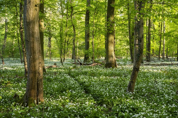 A narrow path leads through a sunny deciduous forest with white flowering ramson (Allium ursinum) in spring. Rhine-Neckar district, Baden-Wuerttemberg, Germany, Europe