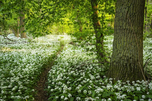 A path leads through a deciduous forest with white flowering ramson (Allium ursinum) in spring in the evening sun. Rhine-Neckar district, Baden-Wuerttemberg, Germany, Europe