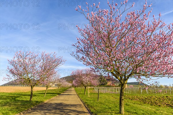 Flowering almond trees (Prunus dulcis), Siebeldingen, German Wine Route, Rhineland-Palatinate, Germany, Europe