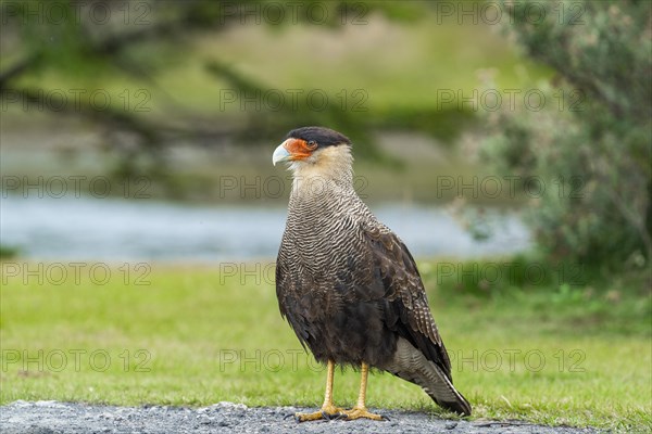 Southern crested caracara (Caracara plancus) standing on the ground, Tierra del Fuego National Park, Tierra del Fuego Island, Patagonia, Argentina, South America